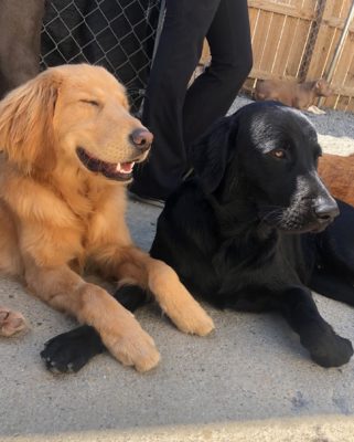 Black and yellow lab laying resting in the sunshine at BarkYard Station Boarding and Daycare-Acworth Ga