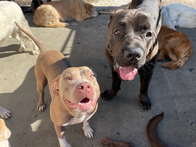 brown and black dogs at BarkYard Station Daycare