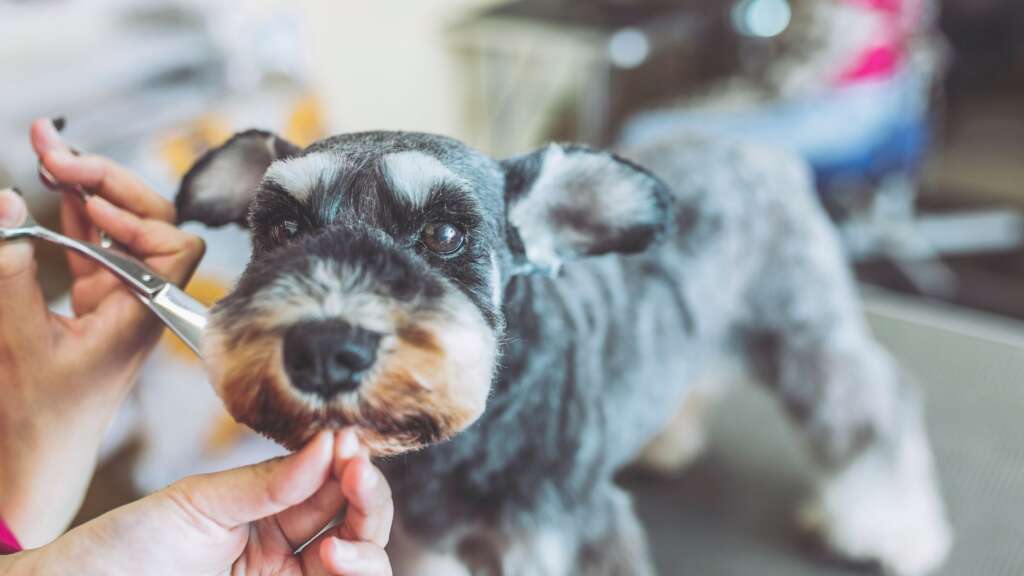 Small grey and black dog on grooming tablet at BarkYard Station Grooming