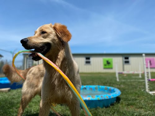 Dog-playing-outside with water hose and play pool- BarkYard Station Daycare and Boarding in Acworth Ga.jpg