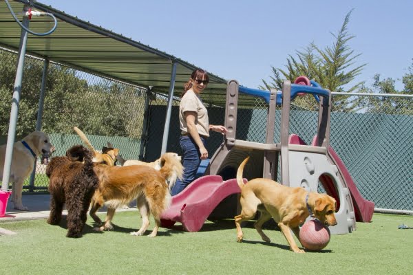 A Female Staff Member At BarkYard Station- Acworth Ga- monitoring playful dogs at daycare