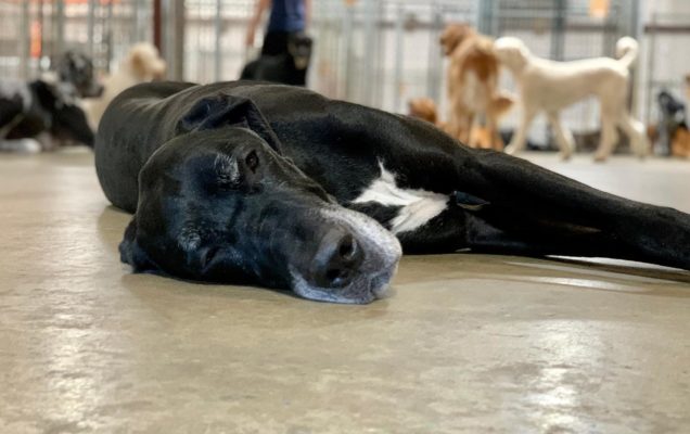 black-great-dane-sleeping-on-ground- BarkYard Station K9 Boarding