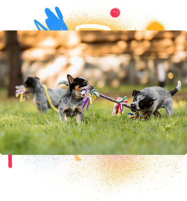 BarkYard Station Daycare two small dogs playing with rope