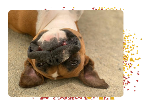 playful boxer laying on back at Barkyard Station-Boarding and Daycare Services-Acworth-Georgia