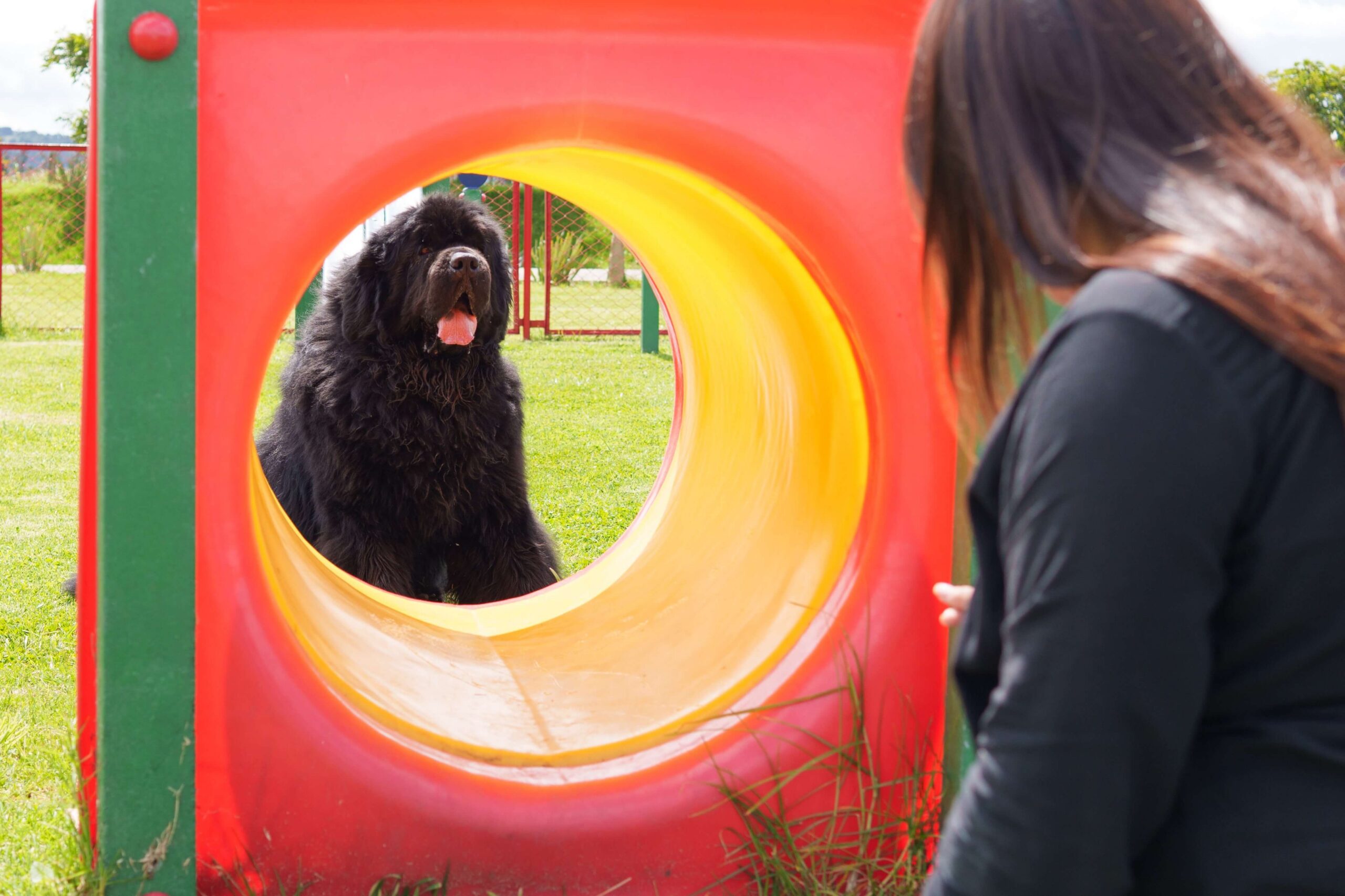 Black newfoundland dog sitting inside colorful agility tunnel at Barkyard Station Enrichment Daycare