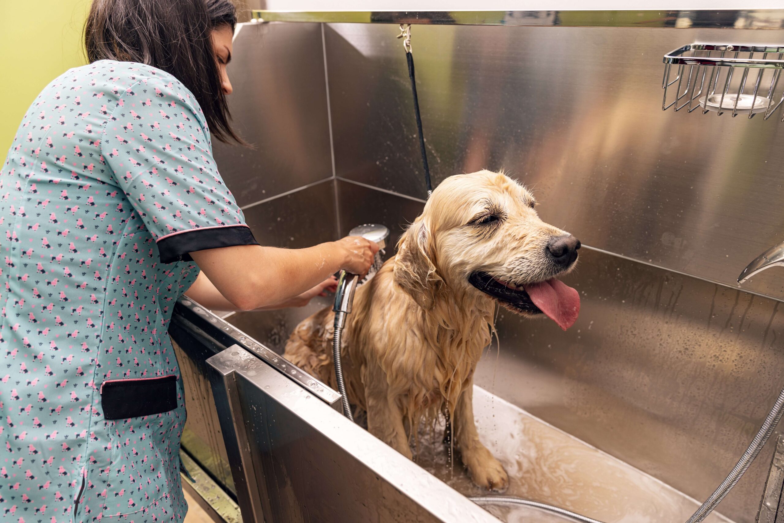 BarkYard Station-Professional groomer giving a yellow lab a bath