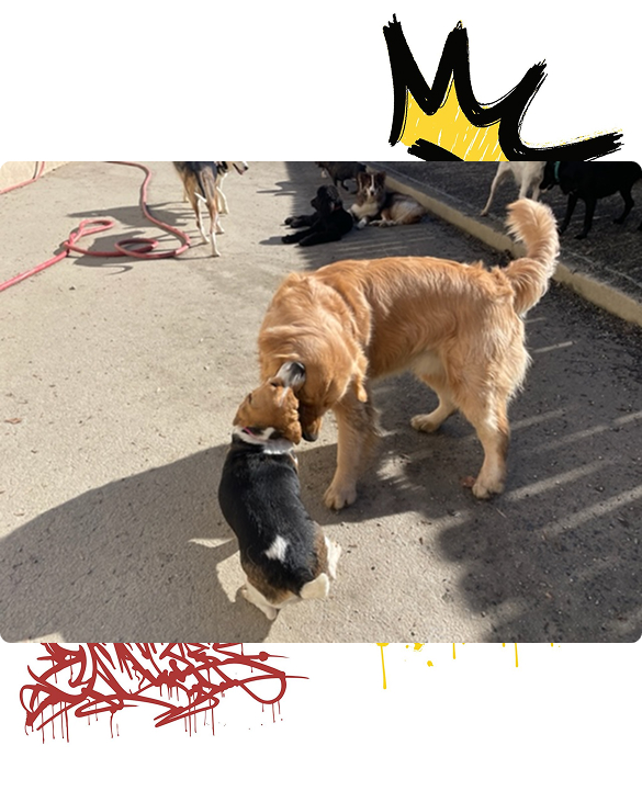 Two dogs playing at BarkYard Station Daycare and Boarding-Acworth Ga