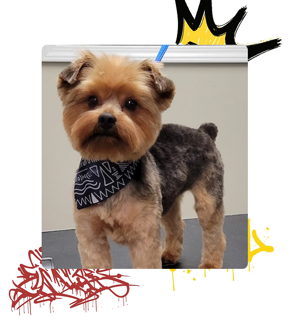 Small brown and black dog on grooming tablet at BarkYard Station Grooming