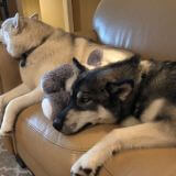 two huskies laying on couch asleep- Baryard Station Testimonial- Acworth Ga