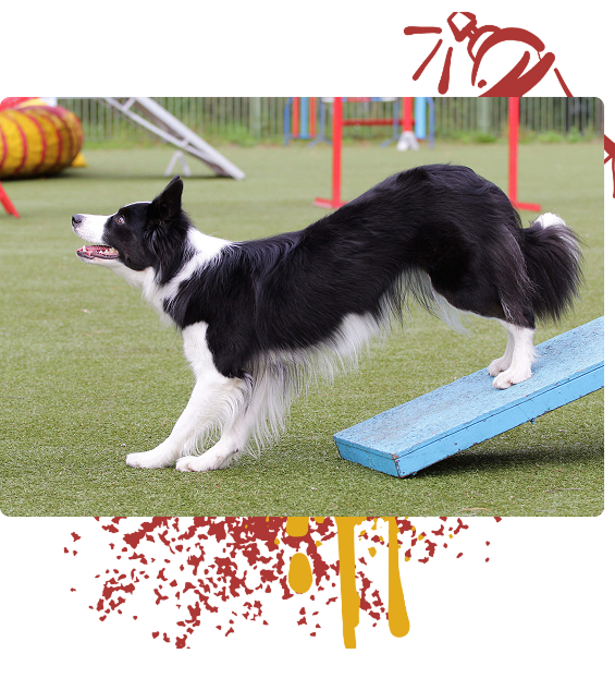 Border Collie focused on enrichment stimulation-BarkYard Station-Acworth-Ga