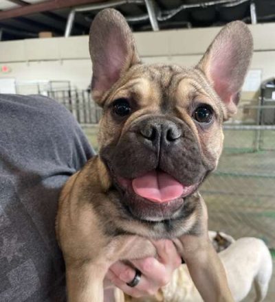 tan french bulldog being help by BarkYard Station staff- Acworth Ga
